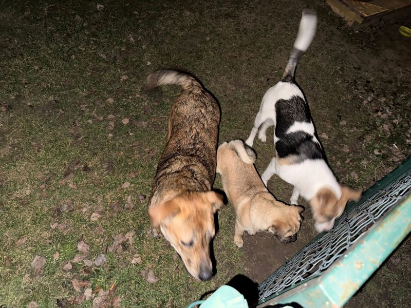 Tento obr�zek nem� vypln�n� atribut alt; n�zev souboru je tri-pejsci-1.jpg.